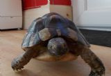 Marginated : Young Male age unknown (Oscar)